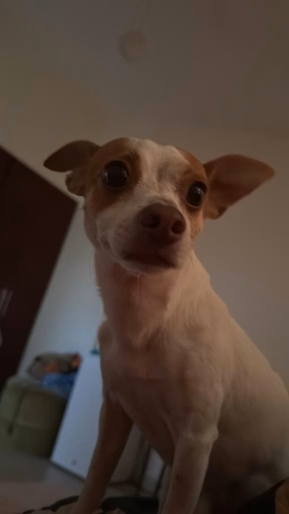 Soy un Jack Russell y busco novia