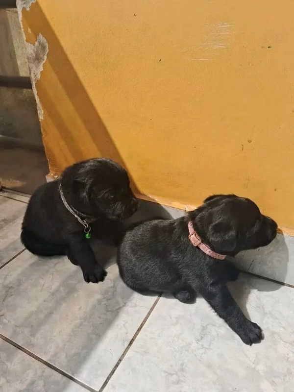 se venden cachorros labradores