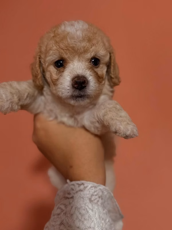 Hermoso french poodle apricot con su tarjeta
