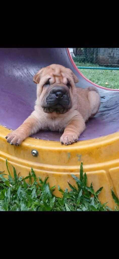 SHARPEI
