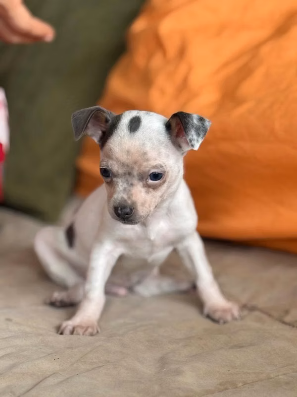 Se vende Chihuahua