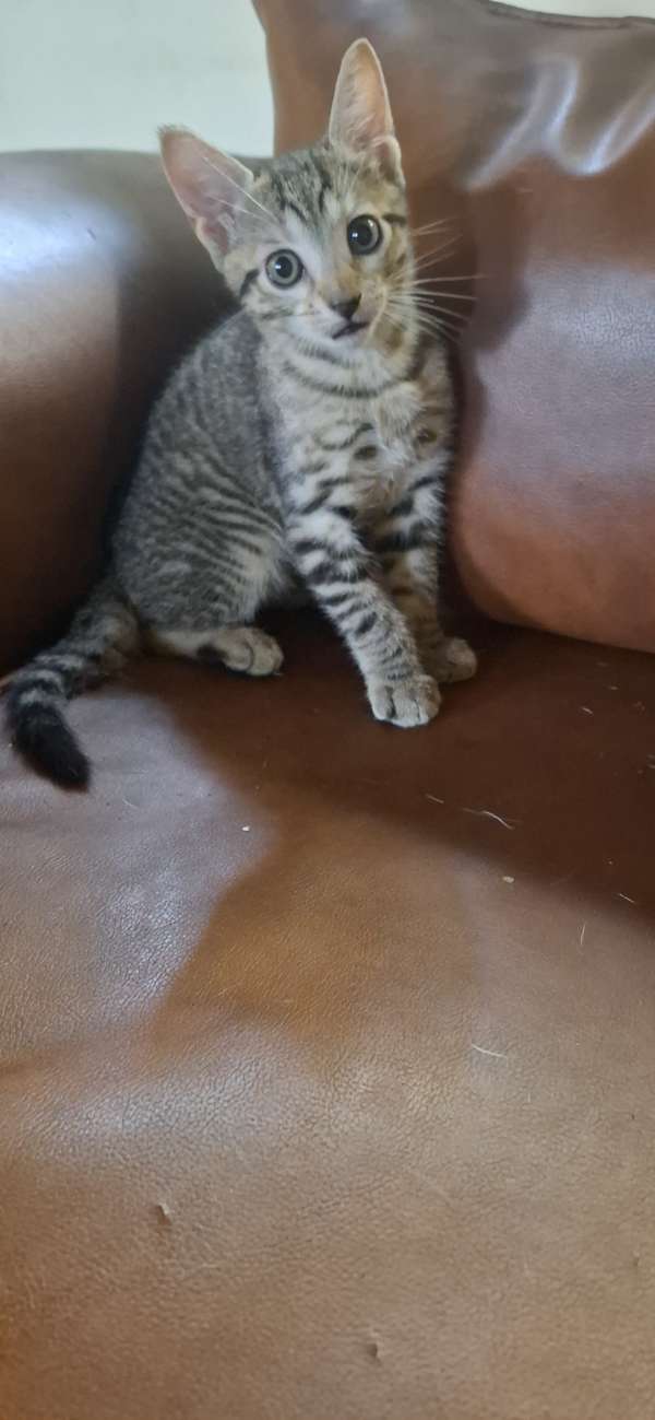 Regalo preciosos y bellos gatitos *solo Chiriquí*