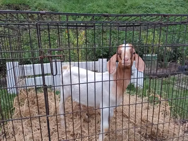 Cabrito boer