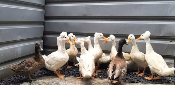 Patos de copete en Panamá