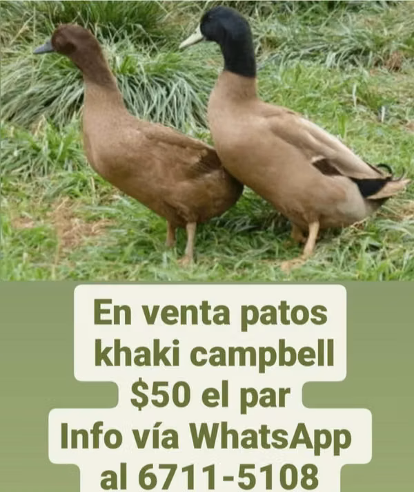 Patos khaki cambel en Panamá
