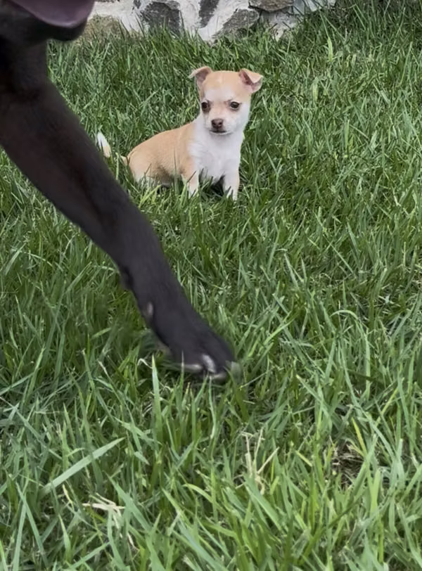 Chihuahua hembra