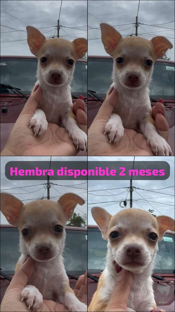 Chihuahua hembra