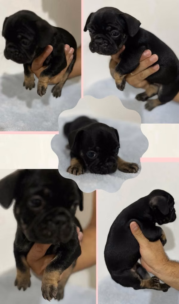SE VENDEN CACHORRO BULLDOG FRANCES
