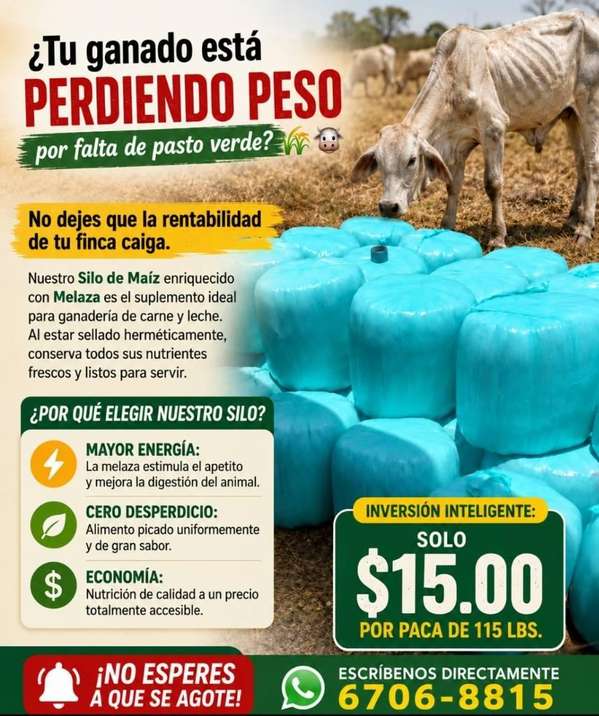 Bola de Silo de Maíz con Melaza