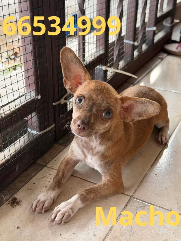 Chihuahua macho