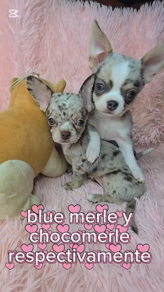 chihuahuas pelo corto merle