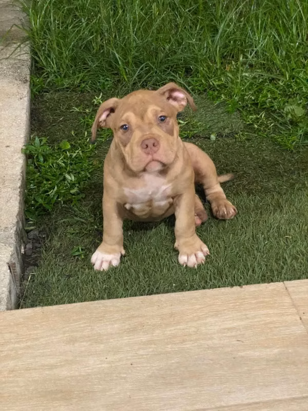 American Bully exotic macho