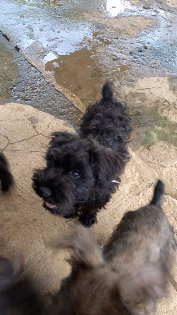 Schnauzer