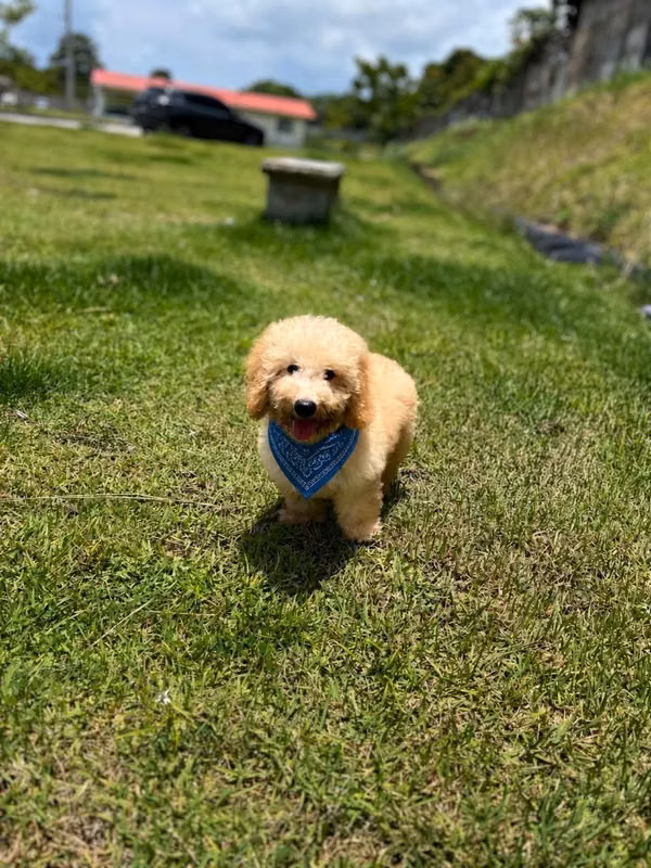 Doodle Mini