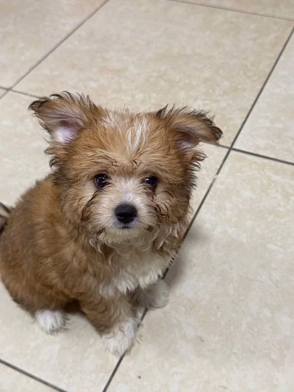 Vendo perrito de 3 meses de edad