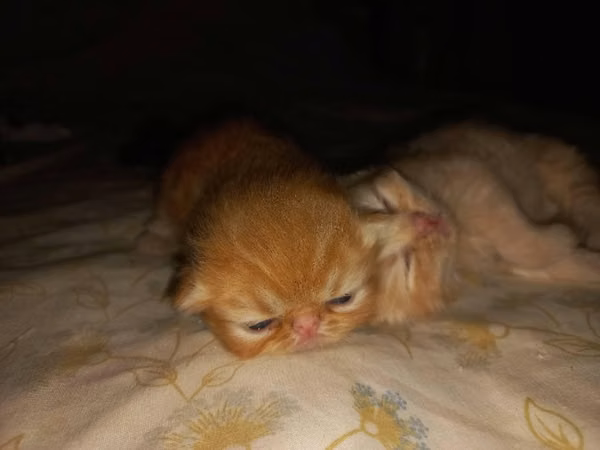 TENEMOS DISPONIBLES  CACHORROS DE GATITOS