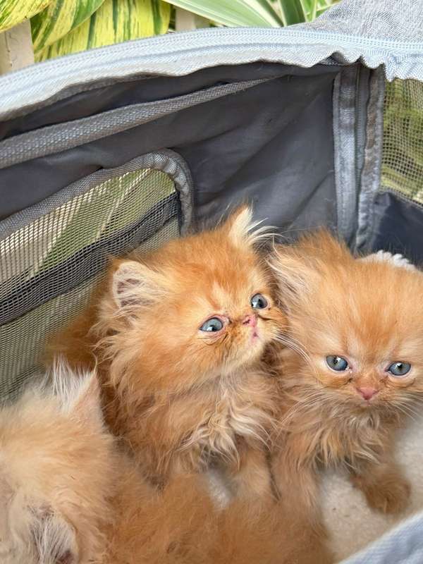 TENEMOS DISPONIBLES  CACHORROS DE GATITOS