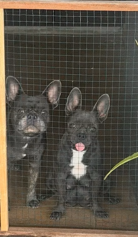 Vendo bulldog francés