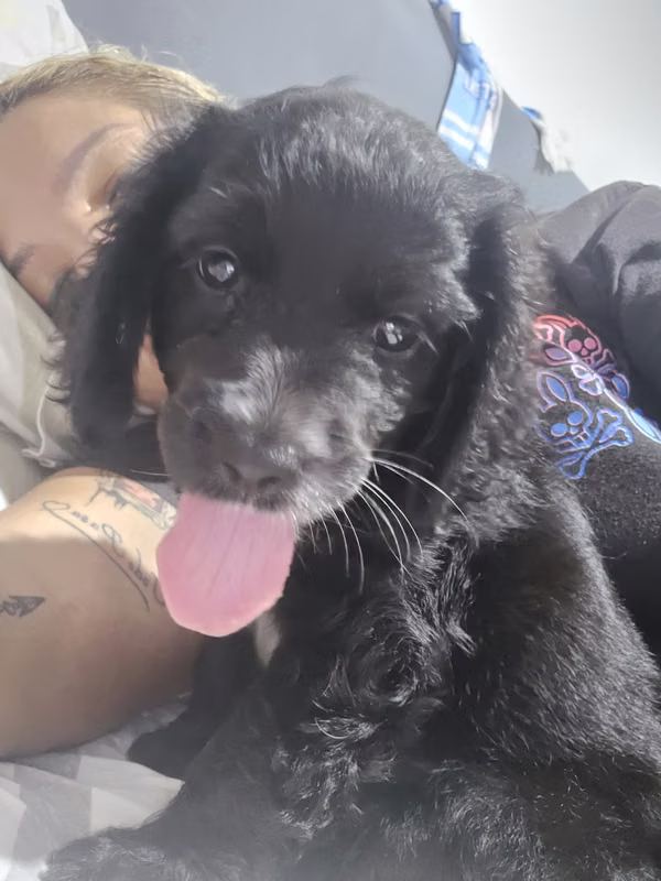 I sell Black Cocker