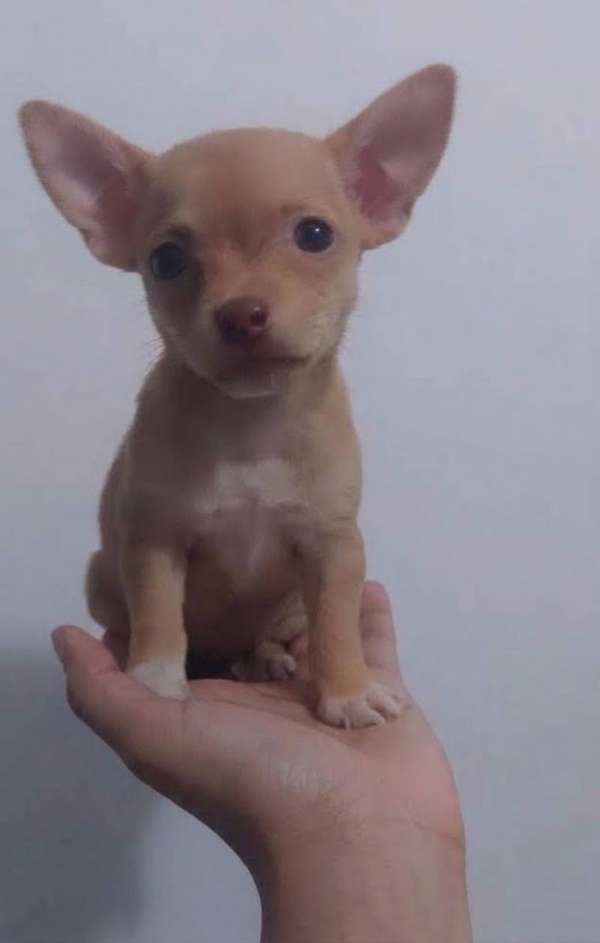 Chihuahua