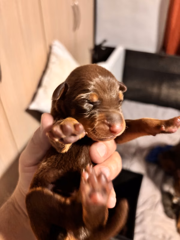 Doberman puppies European 100%
