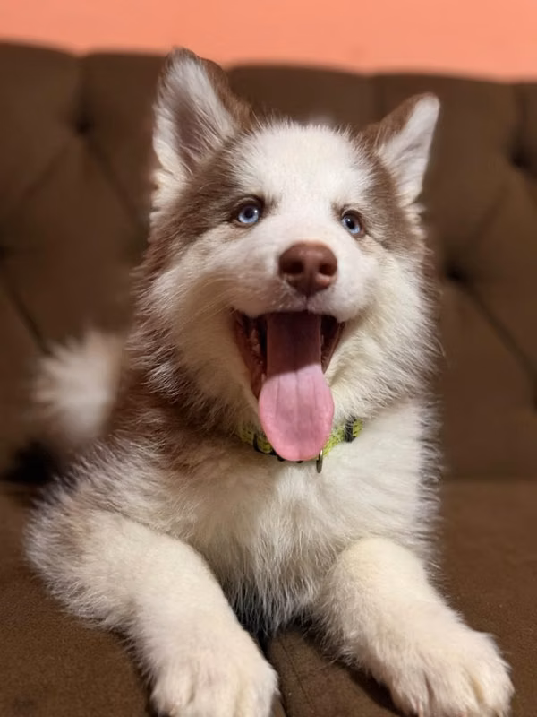 Hermoso husky siberiano de manto rojo con su tarjeta