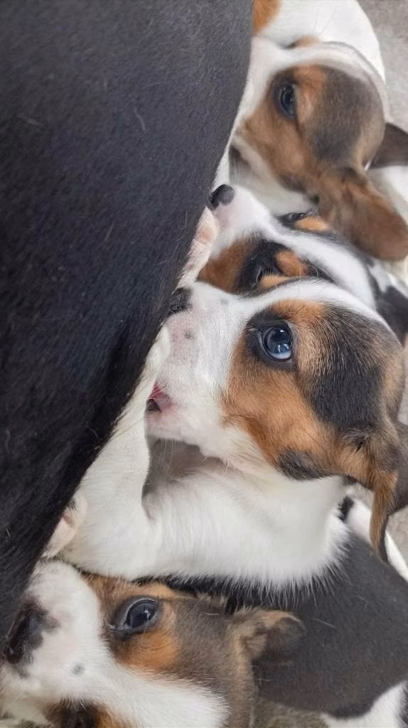 Cachorros Beagle