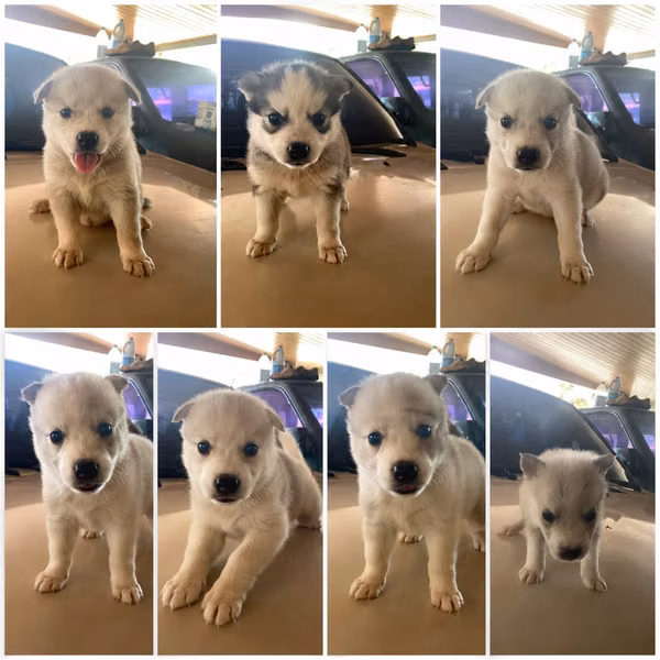It is sold Husky Siberian