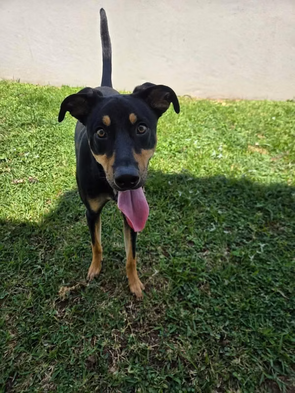 1 year old Terrior Mix
