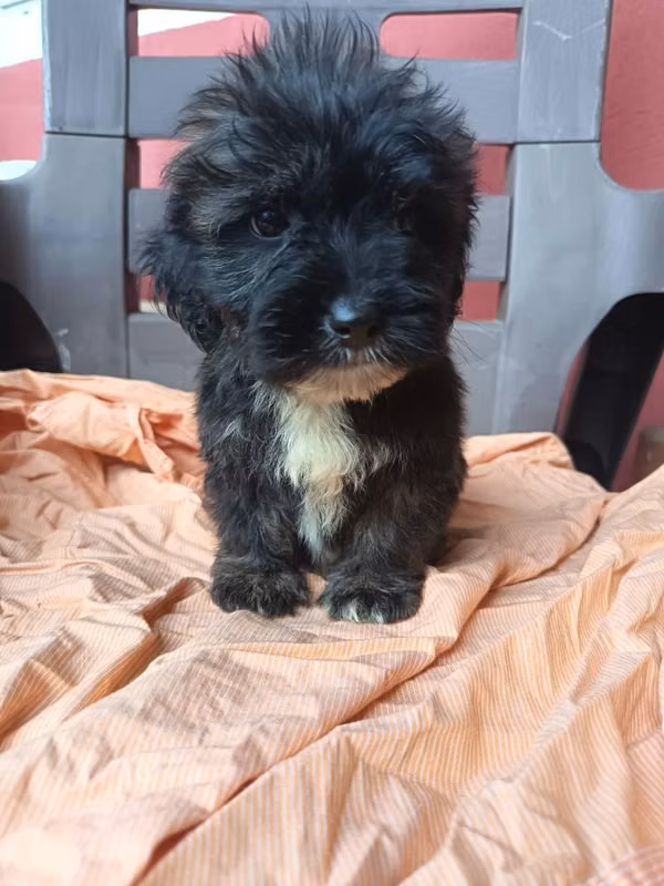 Maltipoo male