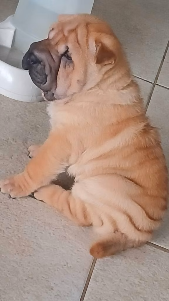 Vive La Experiencia Sharpei