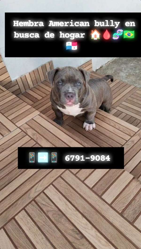 Hembras American Bully Disponibles