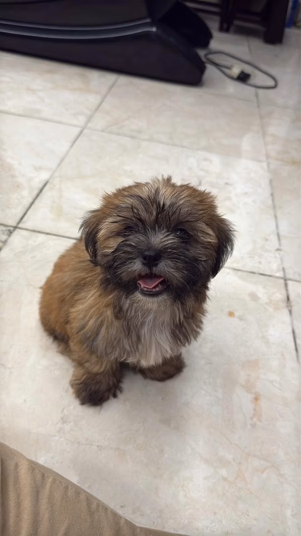 3-Month-Old Male Shih Tzu Puppy ready to be part of your fam