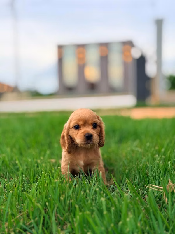 Cachorros Cocker