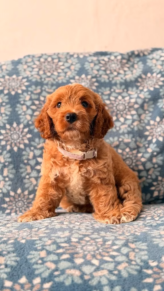 Goldendoodle toy