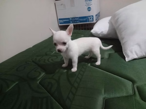 Female Chihuahua