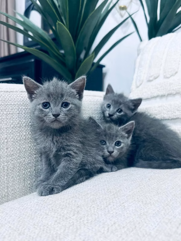 GATOS RUSOS CON PERSA