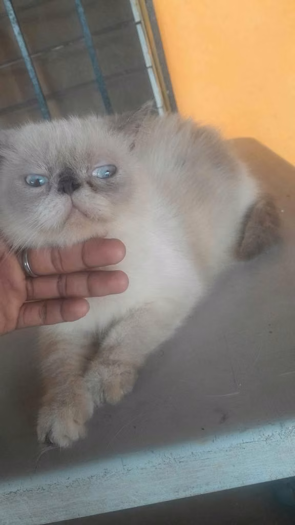 Gato persa negociable