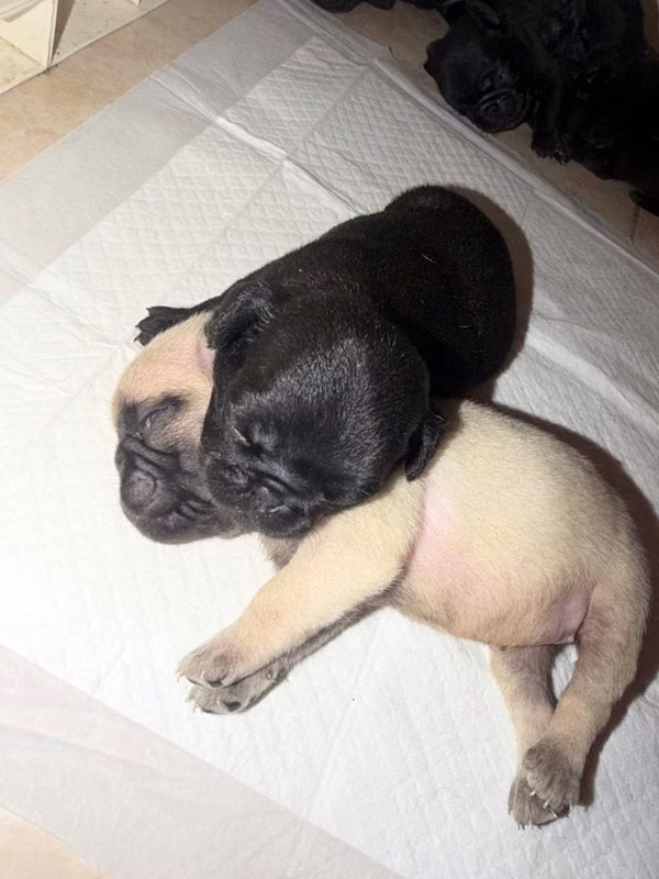 PUG FOR SALE, PARENTS IN SIGHT