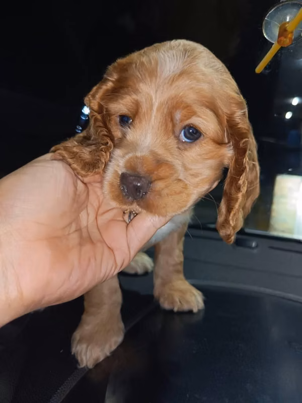 Cocker spaniel ingles