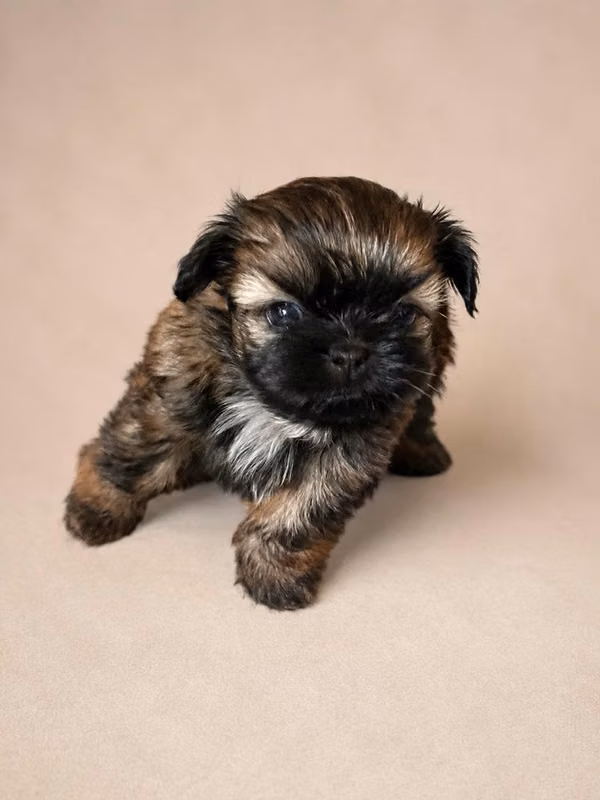 Shih tzu