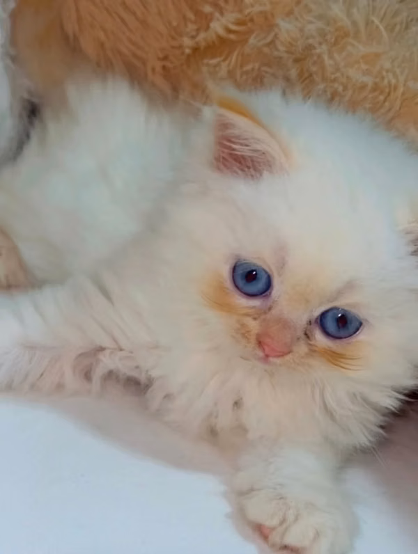 4 Adorable Persian Kittens Available