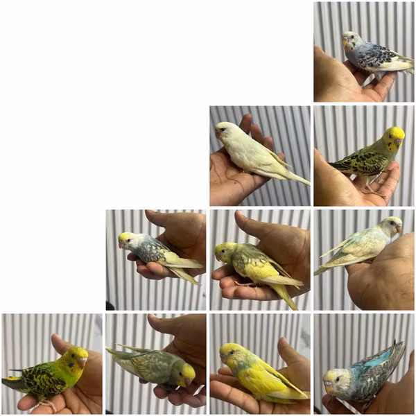 Periquitos australianos