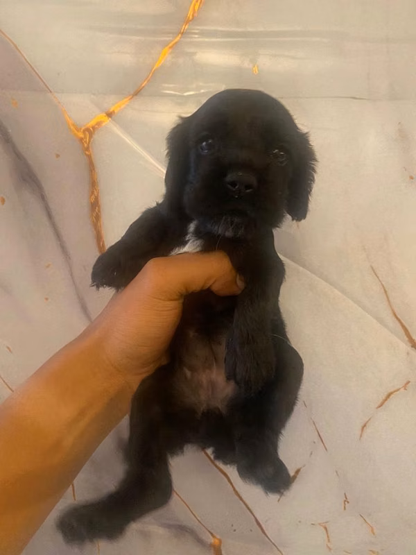 Venta de Cocker Spaniel
