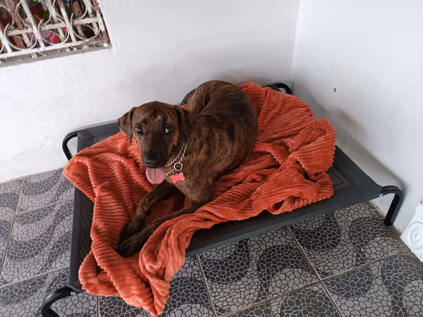 It gives away Dog