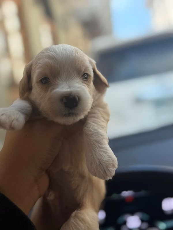 Beautiful Maltipoo males