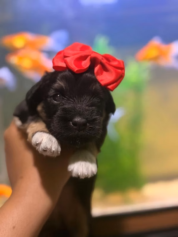 Beautiful maltipoo female