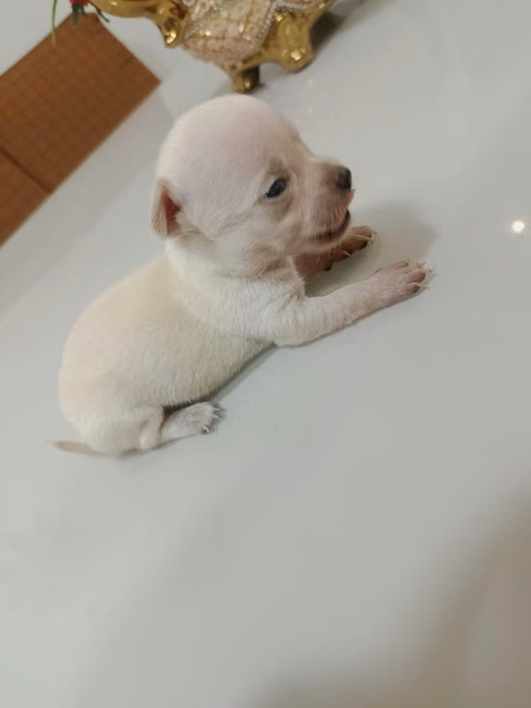 Chihuahua hembra