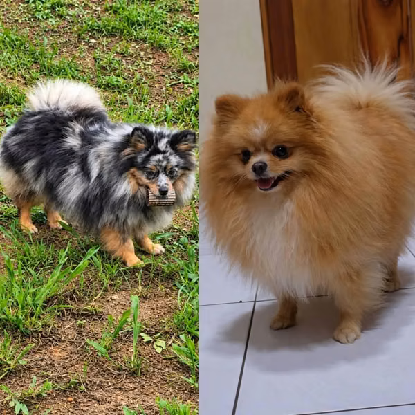 Pomeranian