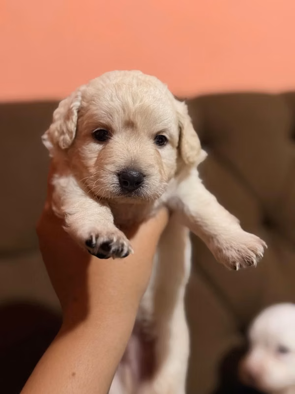 Beautiful Maltipoo males with your card